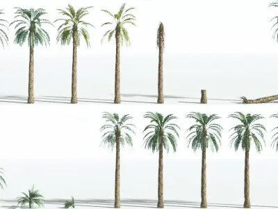 EVERYPlant Date Palm 3 --16 Models-- 3D model