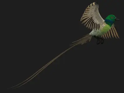 PheasantBird B3 3D model