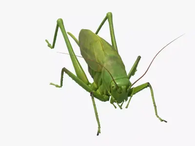4K Katydid Low-poly 3D model