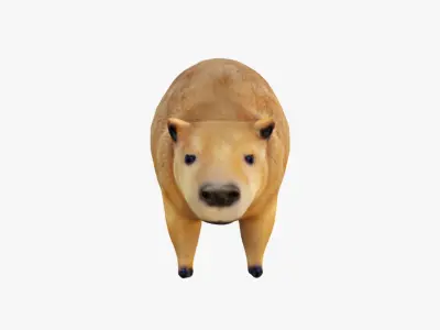 Capybara Free 3D model buy