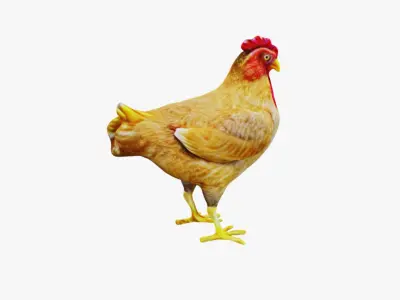 Chicken Free 3D model buy
