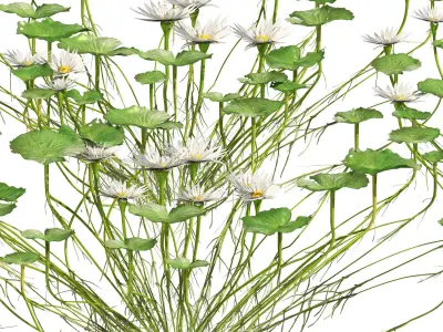 Water lily flower Low-poly 3D model