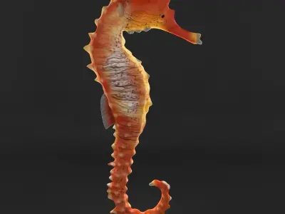  Sea Horse 3D model