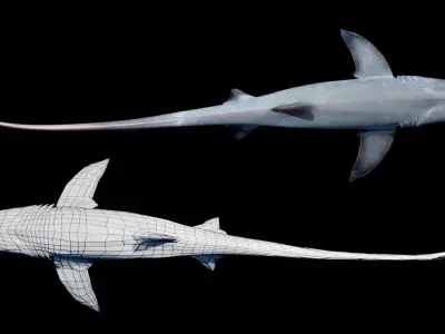 Animated Thresher Shark Low-poly 3D model