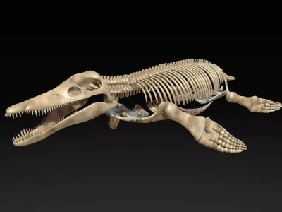 Pliosaur skeleton 3D model