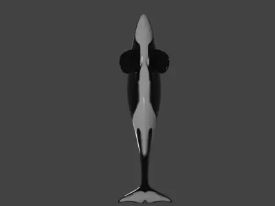 Killer Whale -Orca- rigged and ready for animating 3D Model Low-poly 3D model