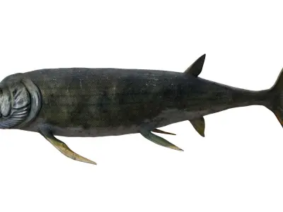 Xiphactinus 3D model