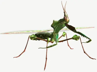 Giant Devils Flower Mantis Low-poly 3D model