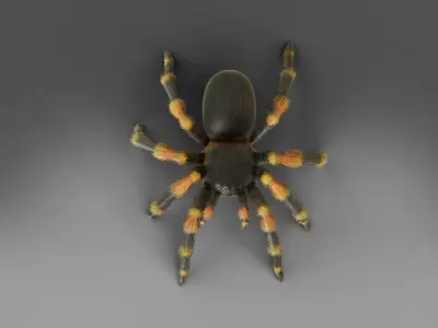 3D Spider Tarantula Rigged and Animation Low-poly 3D model