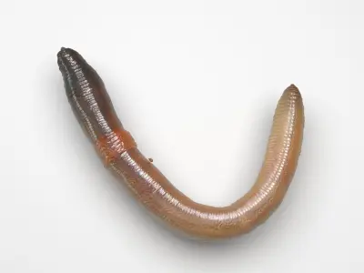 Earthworm 3D model