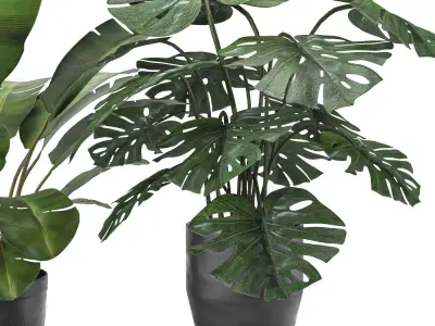 plant collection 5 two potted plants 3D model