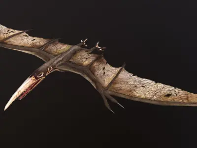 Pteranodon bat flying Low-poly 3D model