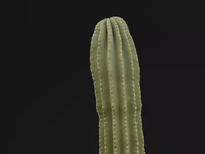 Cactus Plant Low-poly 3D model