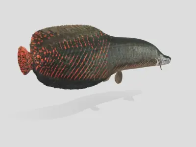 Arapaima Realistic Animated Low-poly 3D model