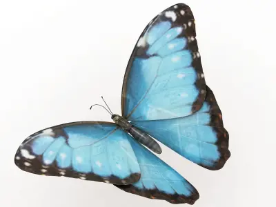 Morpho Peleides Butterfly 3D model
