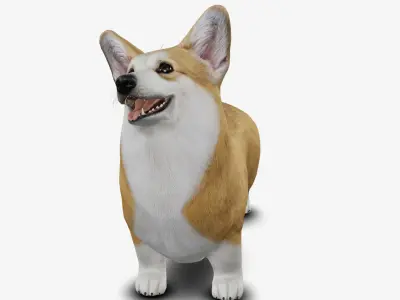 Dog Welsh Corgi Low-poly 3D model