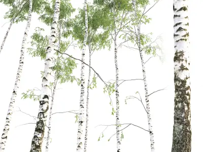 Birch forest part 02 3D model