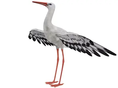 Stork 3D model