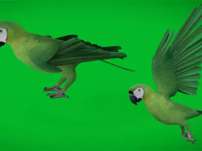 Chestnut Fronted Macaw Bird Low-poly 3D model