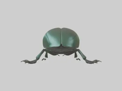 Beetle Model 1 Low-poly 3D model