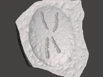 Bug Trail Fossils Free 3D print model