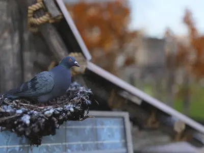 Pigeon Low-poly 3D model