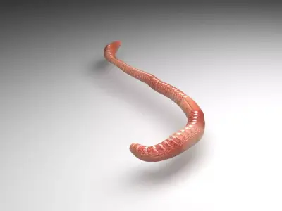 Animated Earthworm 3D model
