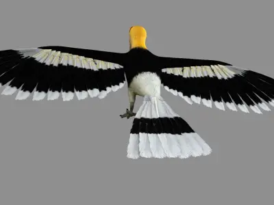 Great Indian hornbill Animation 3D model