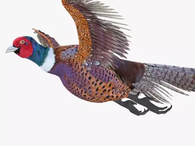 Pheasant bird rigged 3d model Low-poly 3D model