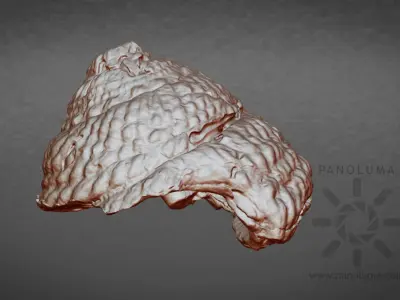 Seashell 3D Scan Free low-poly 3D model