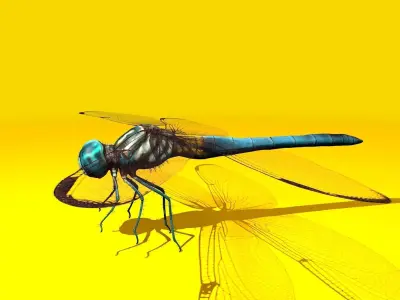 Dragonfly Full Rigged Low-poly 3D model