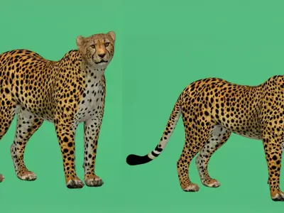 South African Cheetah Free low-poly 3D model