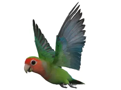 Lovebird Animated Low-poly 3D model