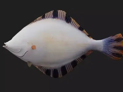 Flatfish Low-poly 3D model
