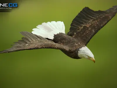 Bald Eagle v3 - Unity Low-poly 3D model