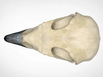 Eagle Skulls 3D model