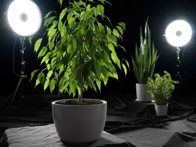  Ficus Benjamina Plant Model 