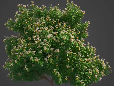2021 PBR Mexican Lime Collection - Citrus Aurantifolia  3D model
