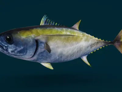 Realistic Yellowfin Tuna Animated 3D model