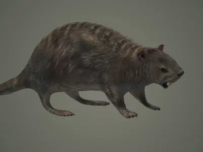 animal mammal groundhog rodent beaver squirrel  3D model