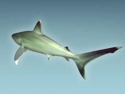 Silver Reef Shark 3D model