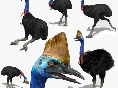 Most Real Cassowary 8K - 3d animated model 3D model