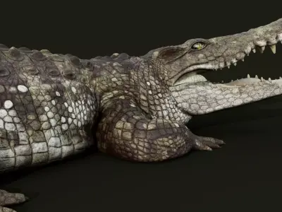 Crocodile Rigged 3D model
