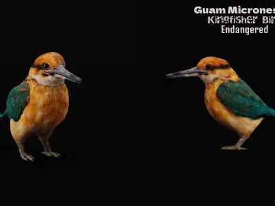 Guam Micronesian Kingfisher Wild Bird 3D model