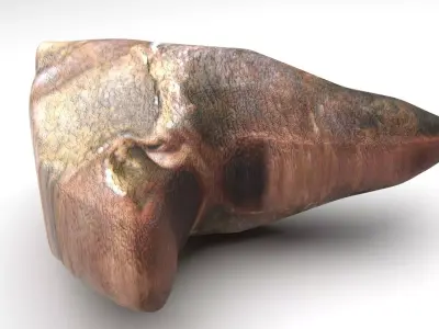 Triceratops Tooth 3D model