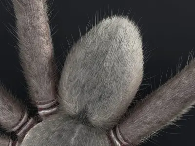 Huntsman Spider Low-poly 3D model