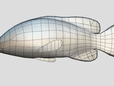 Coral Grouper Realistic Animated Low-poly 3D model