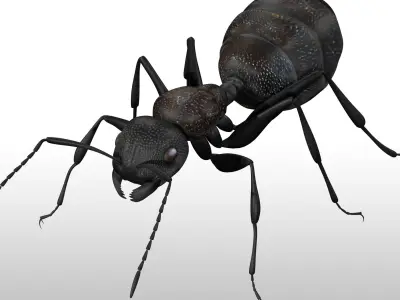 Black Ant  Low-poly 3D model