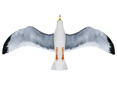 Gull flying 3D model