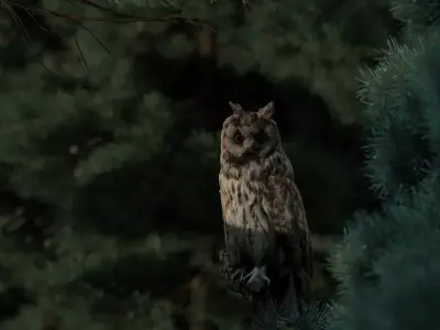 Photorealistic Long Eared Owl Low-poly 3D model